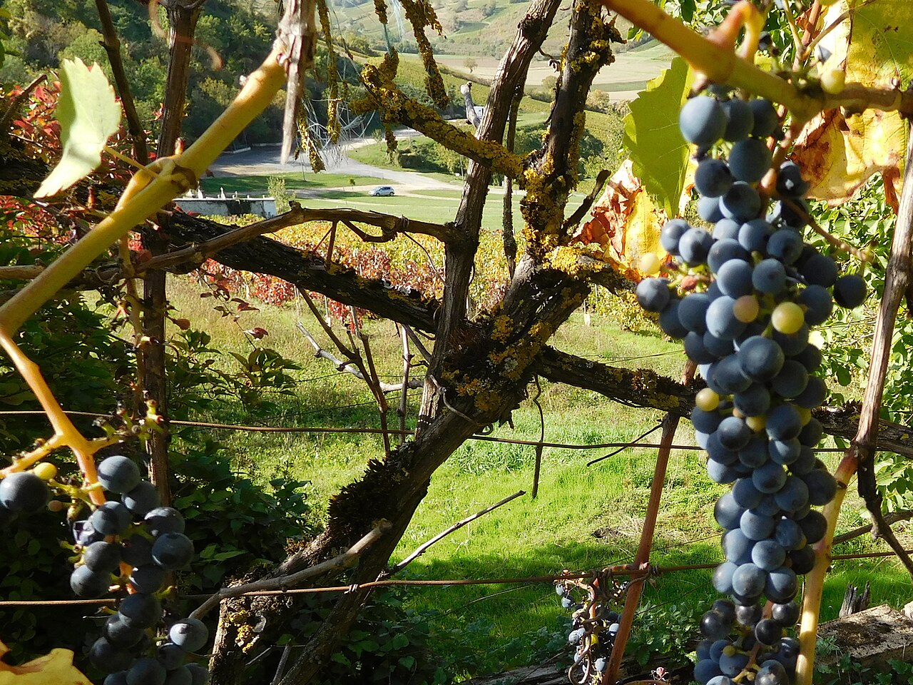 Vignoble du Val de Loire baigné de soleil