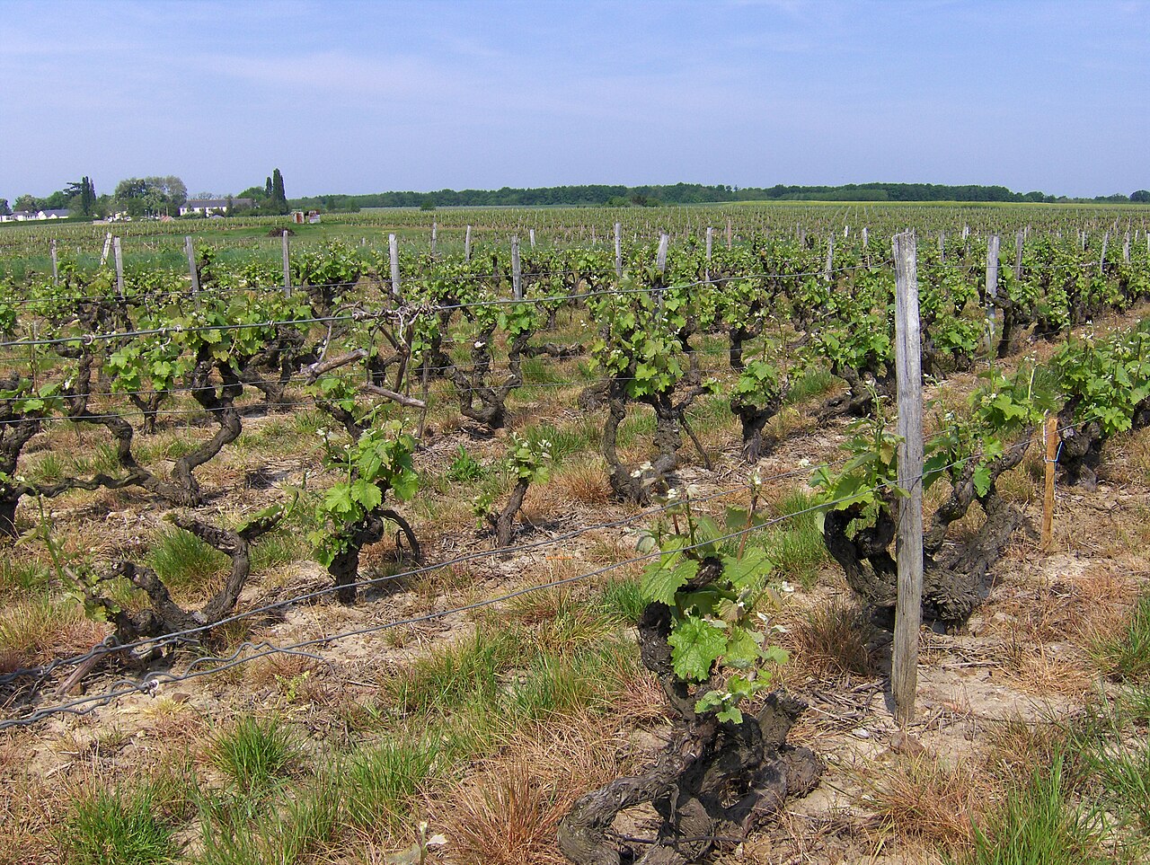 Cave ligérienne et bouteilles de crémant de Loire en cours de dégustation, à environ une heure de Meung-sur-Loire